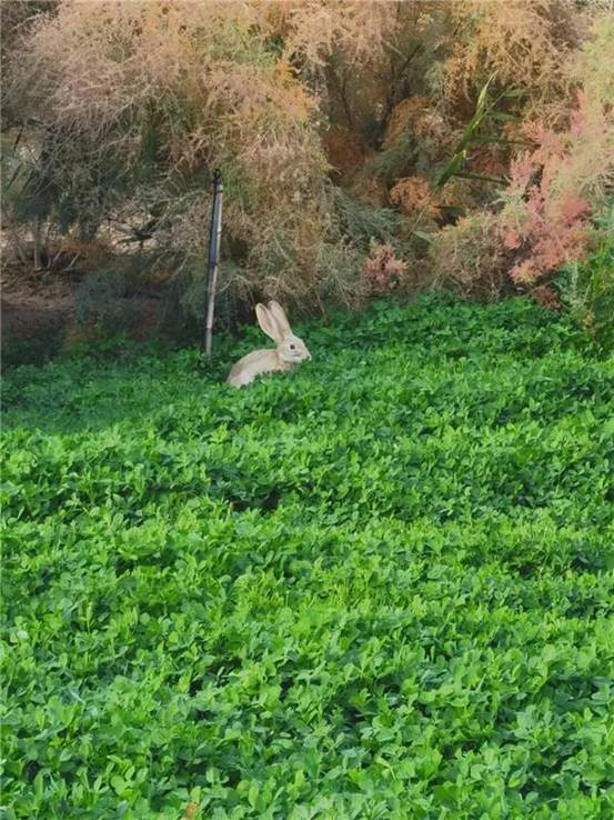 生態(tài)林示范園里的野兔(朱禮軍 攝)