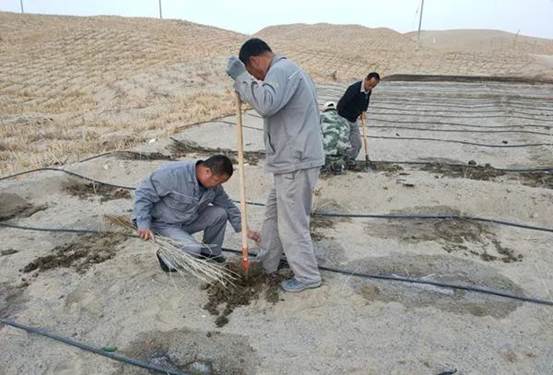 巡線班植樹現(xiàn)場(chǎng)(朱禮軍 攝)