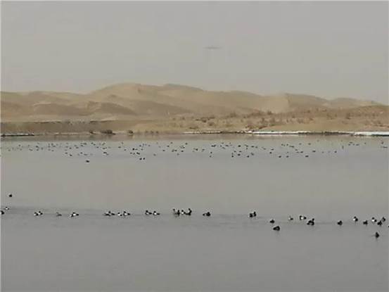 成群結(jié)隊(duì)的野鴨在水中嬉戲(朱禮軍 攝)