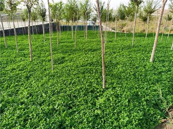 沙漠綠化一角(朱禮軍 攝)